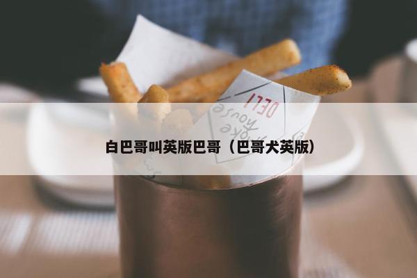 白巴哥叫英版巴哥（巴哥犬英版）