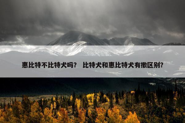 惠比特不比特犬吗？ 比特犬和惠比特犬有撒区别？