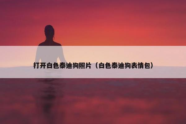 打开白色泰迪狗照片（白色泰迪狗表情包）