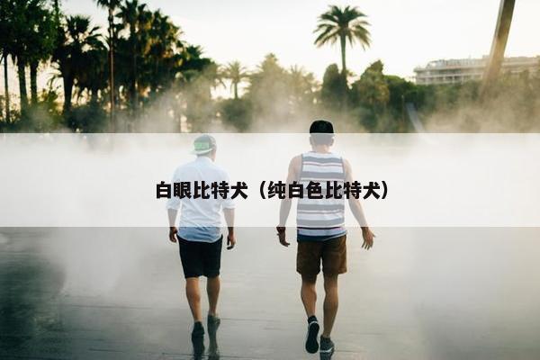 白眼比特犬（纯白色比特犬）