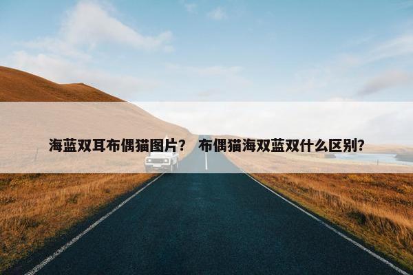 海蓝双耳布偶猫图片？ 布偶猫海双蓝双什么区别？