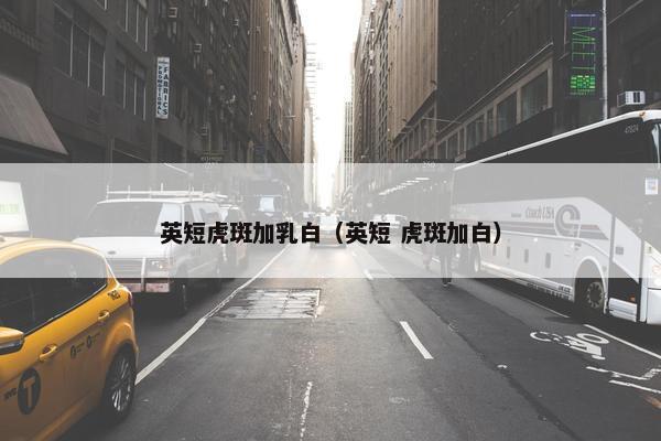 英短虎斑加乳白（英短 虎斑加白）