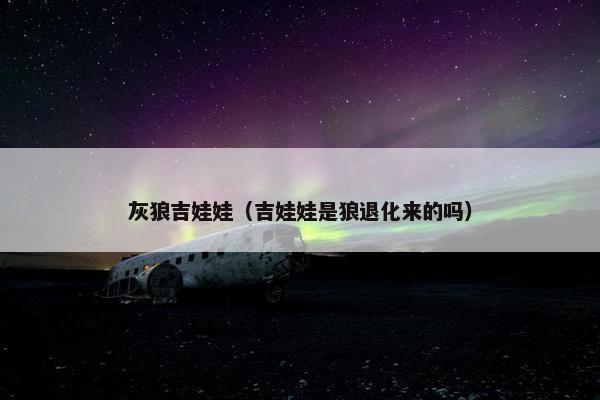 灰狼吉娃娃（吉娃娃是狼退化来的吗）
