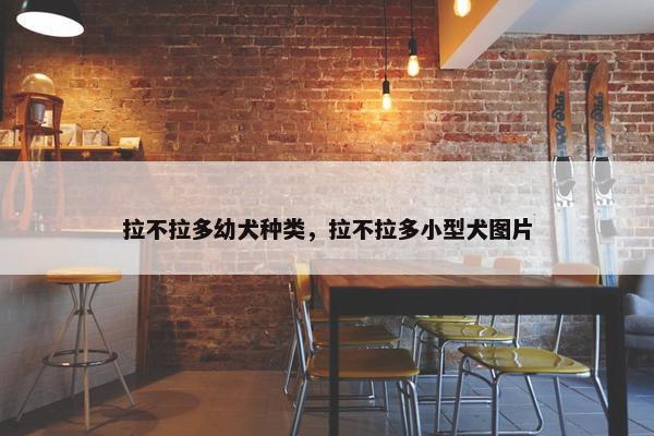 拉不拉多幼犬种类，拉不拉多小型犬图片