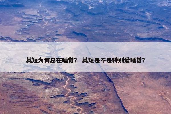 英短为何总在睡觉？ 英短是不是特别爱睡觉？