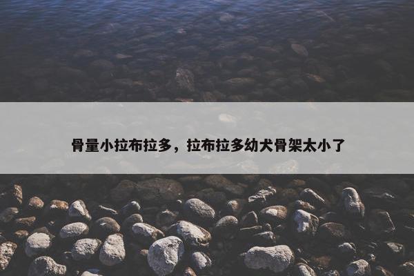 骨量小拉布拉多，拉布拉多幼犬骨架太小了