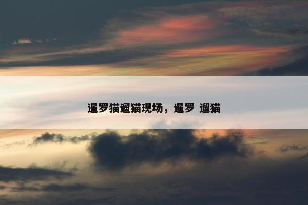 暹罗猫遛猫现场，暹罗 遛猫