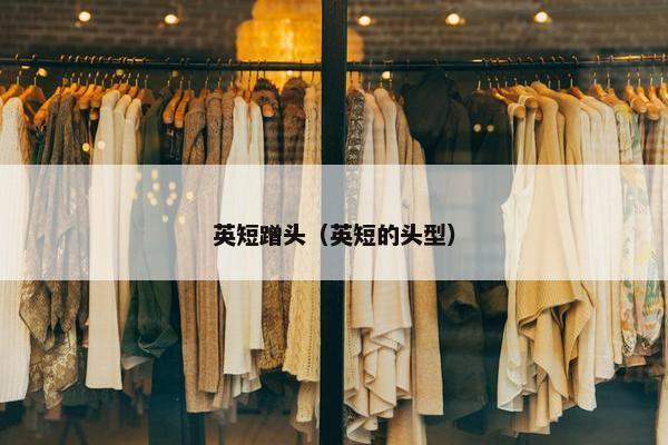 英短蹭头（英短的头型）