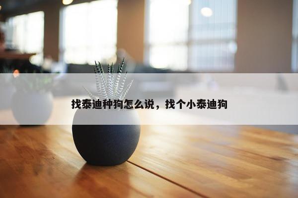 找泰迪种狗怎么说，找个小泰迪狗