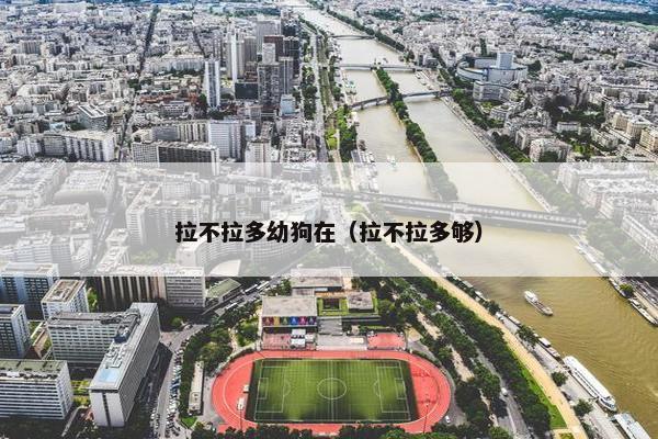 拉不拉多幼狗在（拉不拉多够）