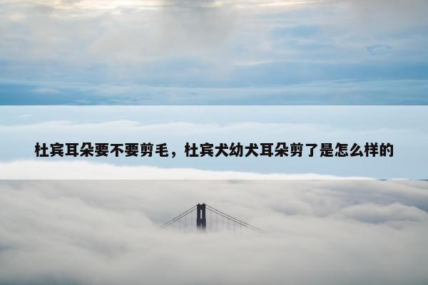 杜宾耳朵要不要剪毛，杜宾犬幼犬耳朵剪了是怎么样的