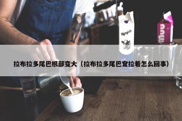 拉布拉多尾巴根部变大（拉布拉多尾巴耷拉着怎么回事）