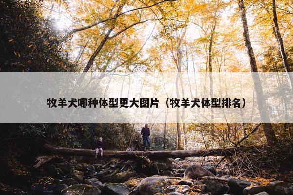 牧羊犬哪种体型更大图片（牧羊犬体型排名）