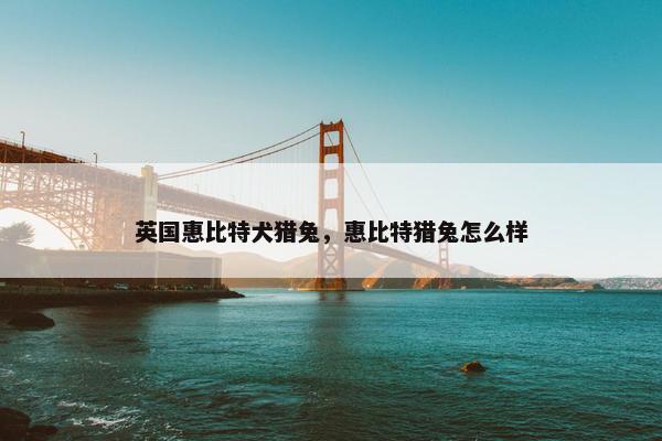 英国惠比特犬猎兔，惠比特猎兔怎么样