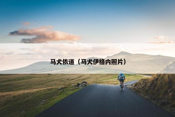 马犬依道（马犬伊格内照片）