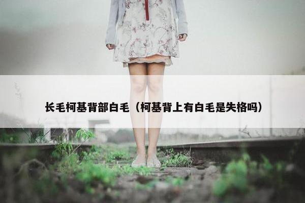 长毛柯基背部白毛（柯基背上有白毛是失格吗）