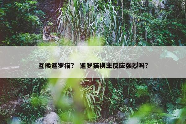 互换暹罗猫？ 暹罗猫换主反应强烈吗？