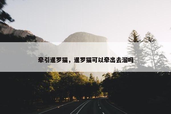 牵引暹罗猫，暹罗猫可以牵出去溜吗