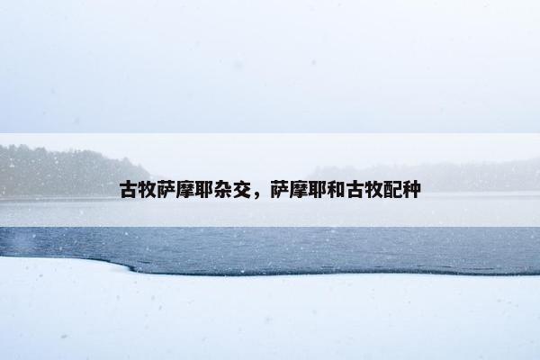古牧萨摩耶杂交，萨摩耶和古牧配种