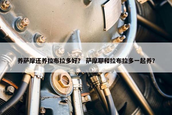 养萨摩还养拉布拉多好？ 萨摩耶和拉布拉多一起养？
