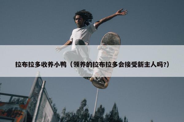 拉布拉多收养小鸭（领养的拉布拉多会接受新主人吗?）
