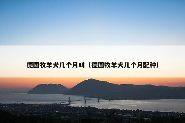 德国牧羊犬几个月叫（德国牧羊犬几个月配种）
