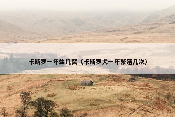 卡斯罗一年生几窝（卡斯罗犬一年繁殖几次）