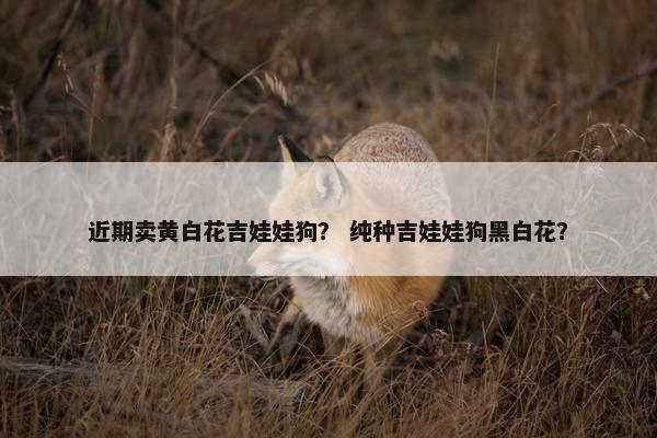 近期卖黄白花吉娃娃狗？ 纯种吉娃娃狗黑白花？