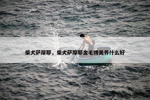 柴犬萨摩耶，柴犬萨摩耶金毛博美养什么好