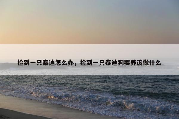 捡到一只泰迪怎么办，捡到一只泰迪狗要养该做什么