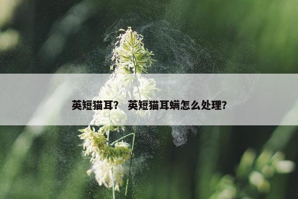 英短猫耳？ 英短猫耳螨怎么处理？