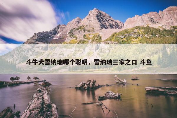 斗牛犬雪纳瑞哪个聪明，雪纳瑞三家之口 斗鱼