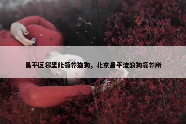 昌平区哪里能领养猫狗，北京昌平流浪狗领养所