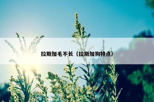 拉斯加毛不长（拉斯加狗特点）