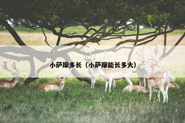小萨摩多长（小萨摩能长多大）