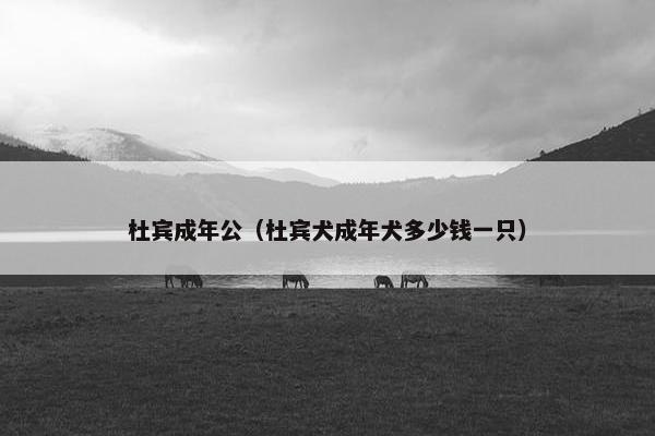 杜宾成年公（杜宾犬成年犬多少钱一只）