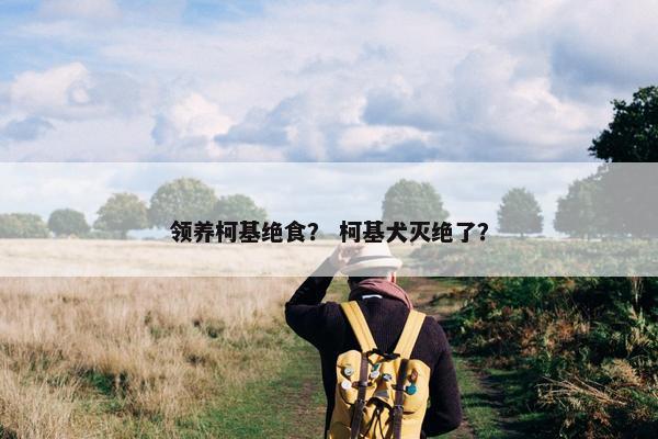 领养柯基绝食？ 柯基犬灭绝了？