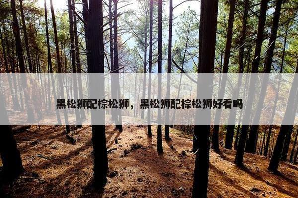 黑松狮配棕松狮，黑松狮配棕松狮好看吗