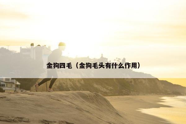 金狗四毛（金狗毛头有什么作用）