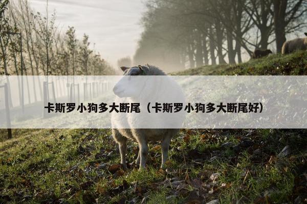 卡斯罗小狗多大断尾（卡斯罗小狗多大断尾好）