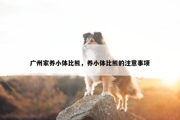 广州家养小体比熊，养小体比熊的注意事项