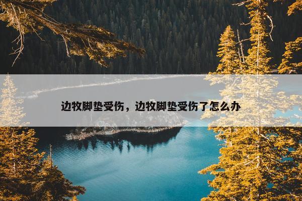 边牧脚垫受伤，边牧脚垫受伤了怎么办