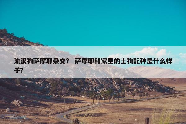 流浪狗萨摩耶杂交？ 萨摩耶和家里的土狗配种是什么样子？
