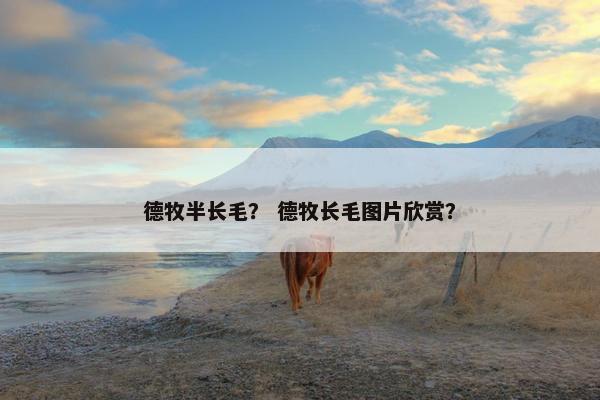 德牧半长毛？ 德牧长毛图片欣赏？