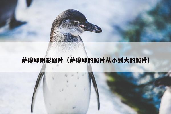 萨摩耶阴影图片（萨摩耶的照片从小到大的照片）