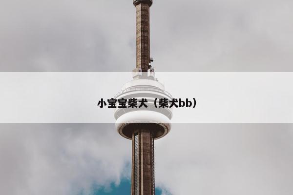 小宝宝柴犬（柴犬bb）