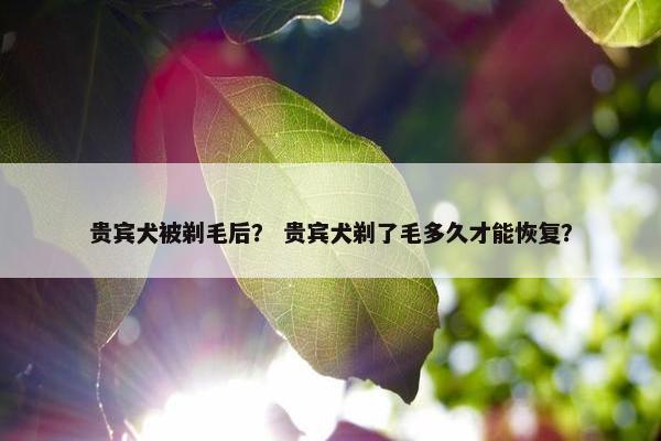 贵宾犬被剃毛后？ 贵宾犬剃了毛多久才能恢复？