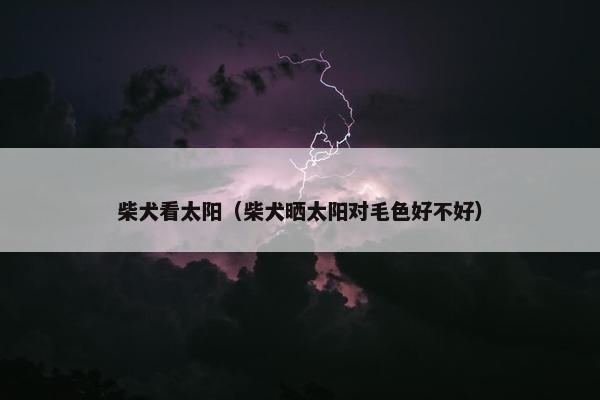 柴犬看太阳（柴犬晒太阳对毛色好不好）