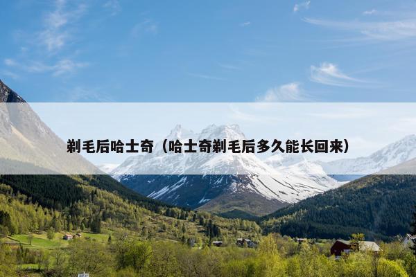 剃毛后哈士奇（哈士奇剃毛后多久能长回来）