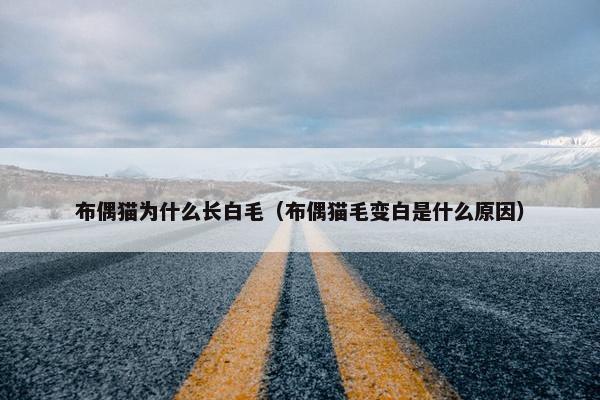 布偶猫为什么长白毛（布偶猫毛变白是什么原因）